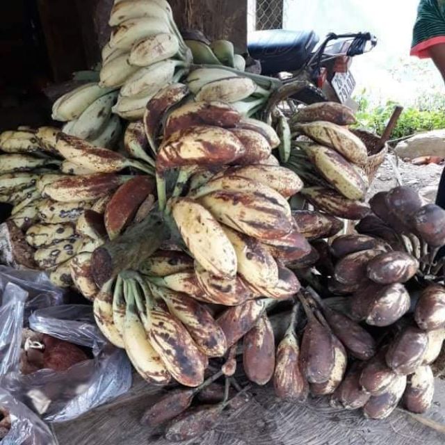 Chuối hột rừng tươi tây bắc