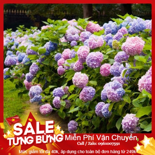 Hạt giống hoa cẩm tú cầu mix - 5 hạt