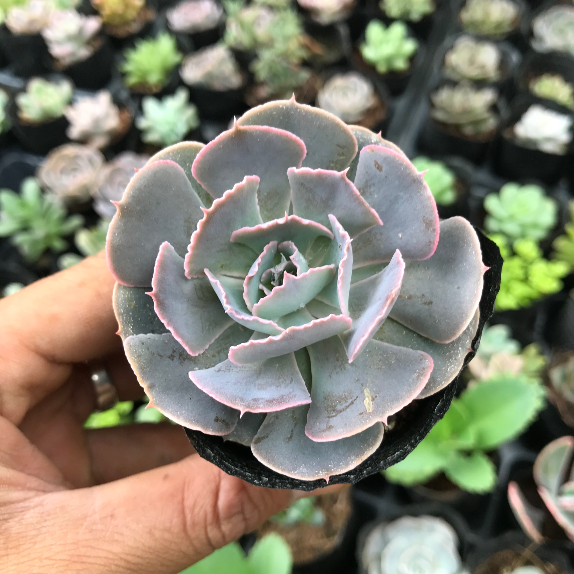 Sen đá bắp cải tím, sen đá có ý nghĩa cho một tình bạn, tình yêu vĩnh cửu, về phong thủy nó còn mang ý nghĩa sung túc và đầm ấm trong gia đình