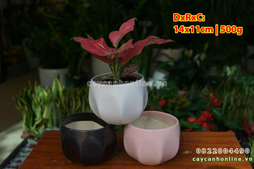 Chậu bóng lõm trồng cây cảnh để bàn đẹp chậu trồng cây mini phong thủy