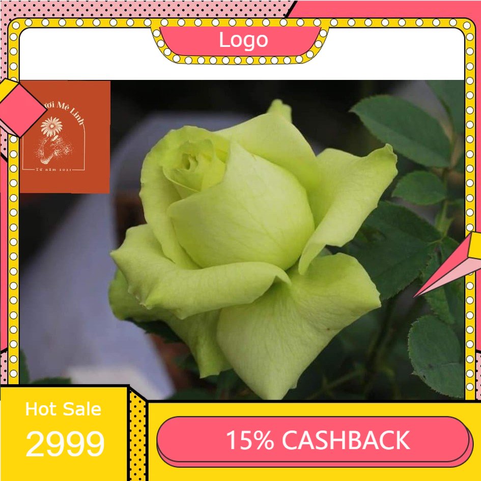 Hoa hồng ngoại Green Romantica rose Siêu Hot Cực Đẹp (Chuẩn Nhà Vườn)