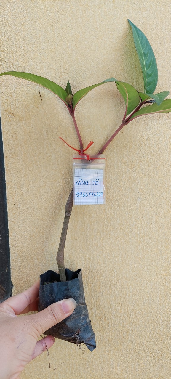 Cây khôi đốm trồng trong bầu ươm khỏe mạnh