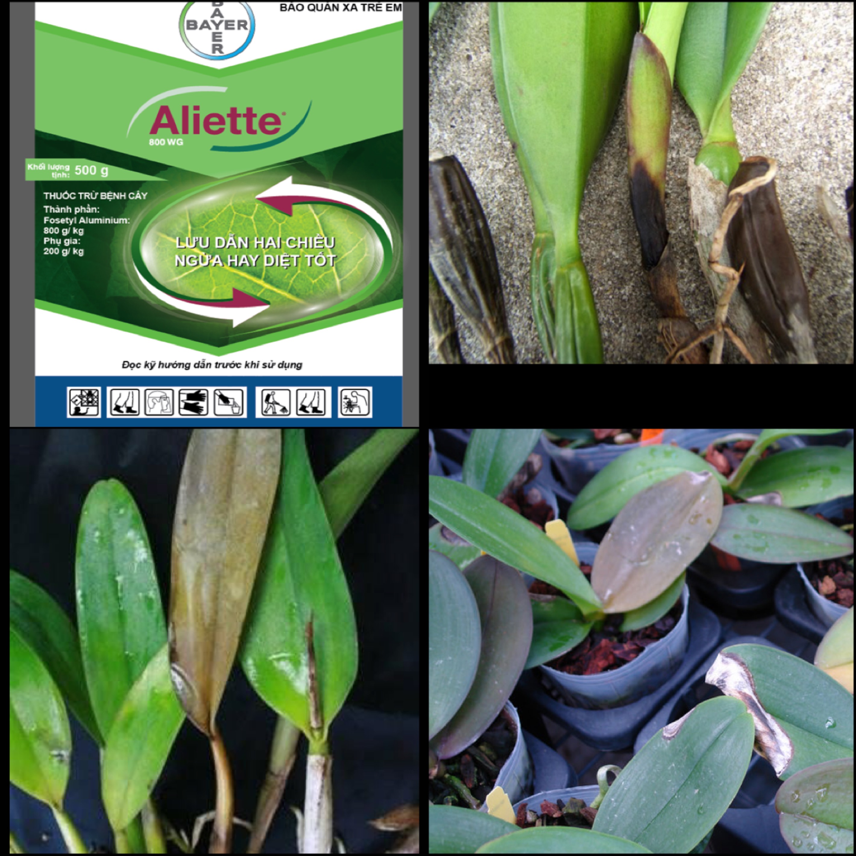 Gói 100g Trừ Vi Khuẩn nứt thân xì mủ hại Sầu riêng, vi khuẩn trên hoa kiểng ALIETTE 800WG