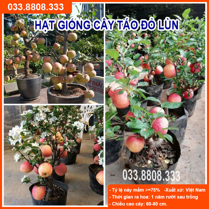 Hạt giống cây táo đỏ lùn - nhanh cho trái