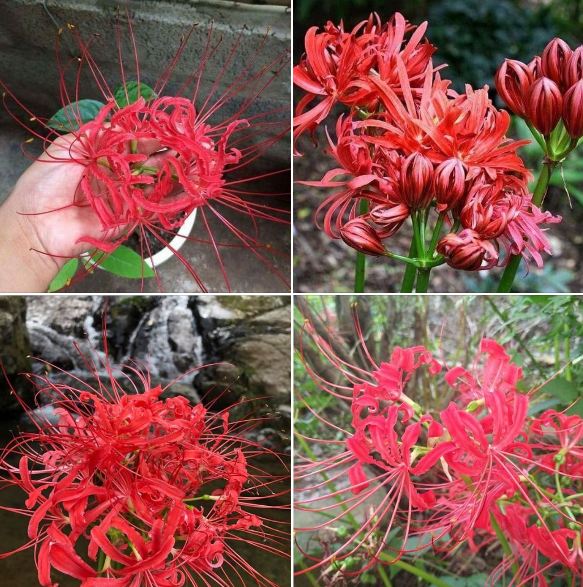 Combo 3 củ giống bỉ ngạn hoa màu đỏ ( kèm 3 viên nén xơ dừa ươm củ )