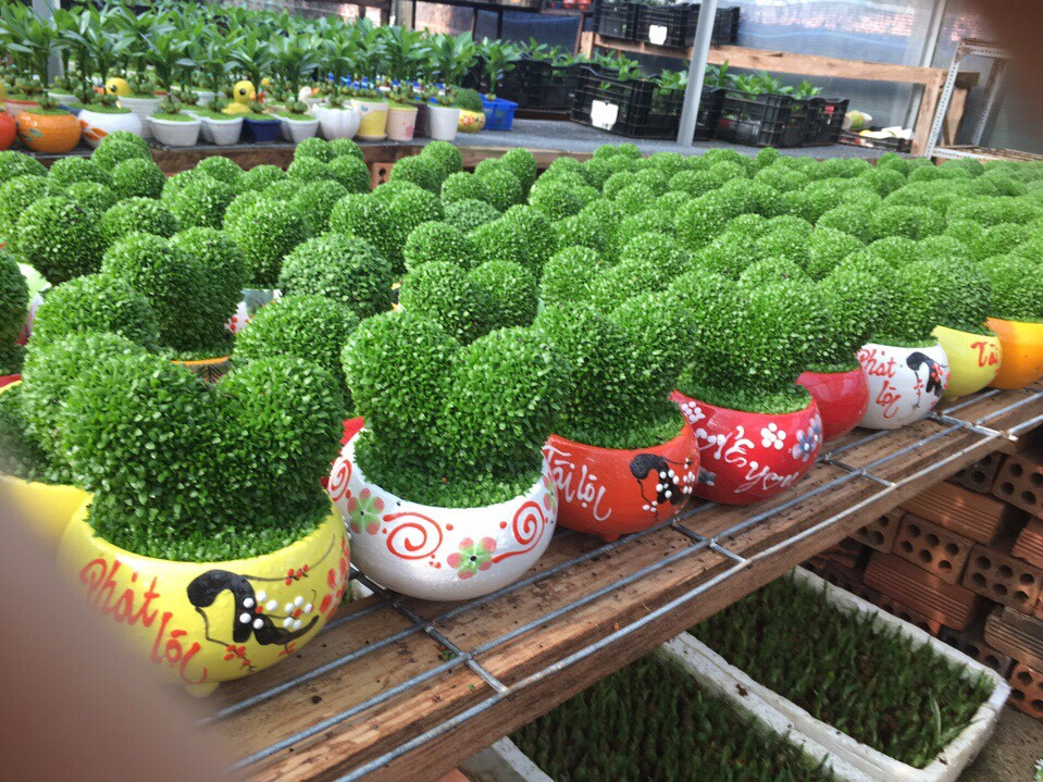 [HCM]Hạt giống cỏ may mắn - tặng gói hạt ngẫu nhiên