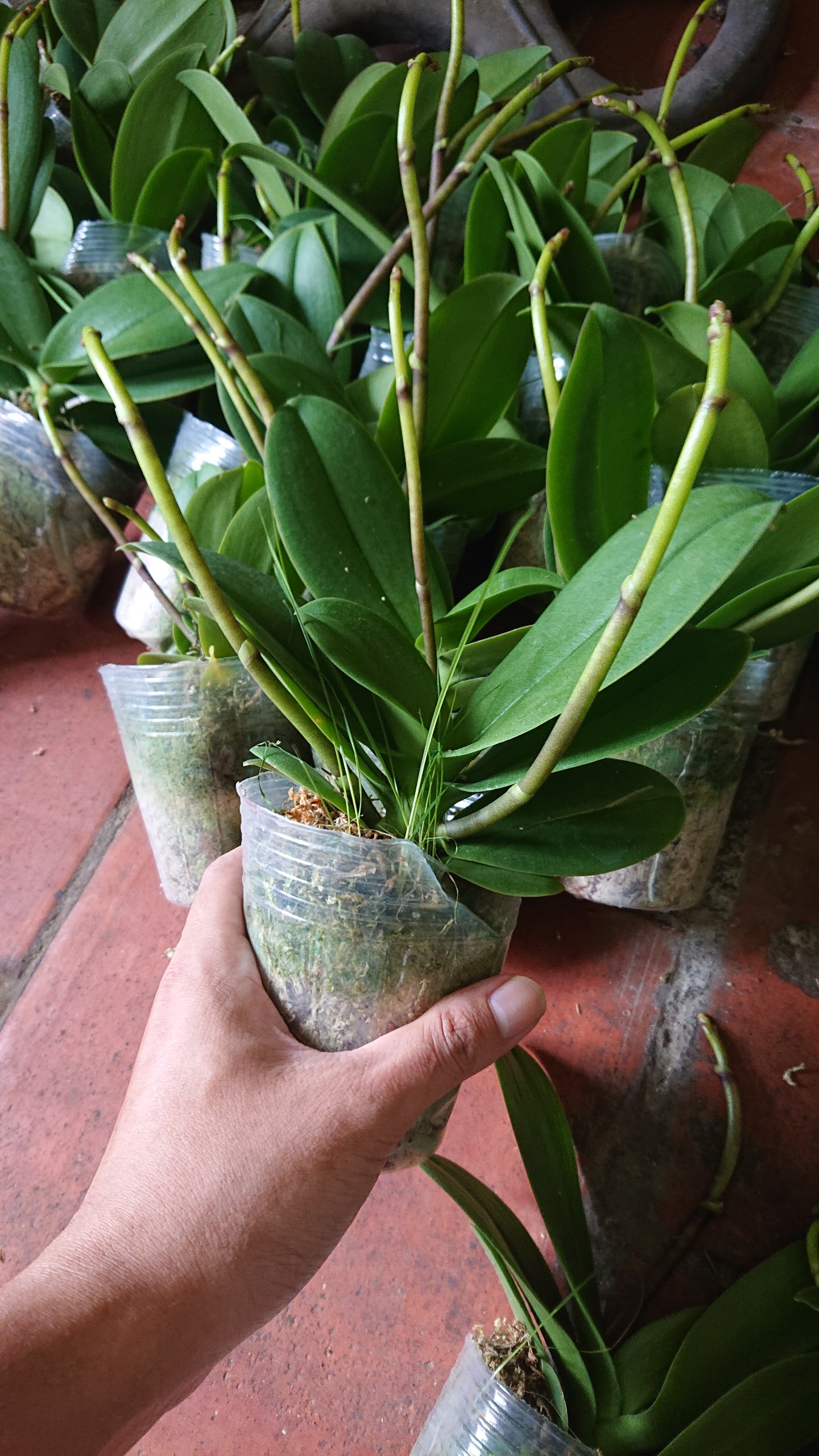 Combo 2 Cây LAN HỒ ĐIỆP đang Ngồng Hoa