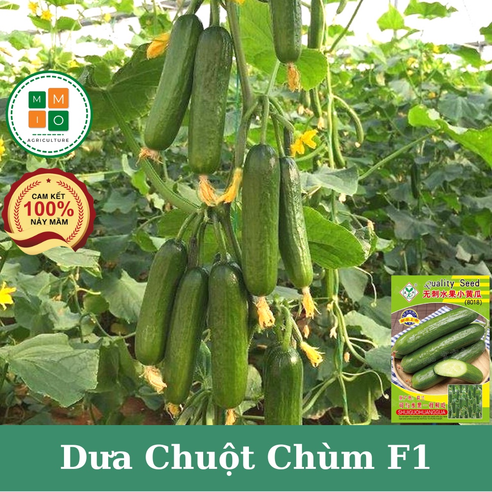 Hạt giống dưa chuột chùm, dưa leo Baby siêu trái - F1 tự thụ phấn