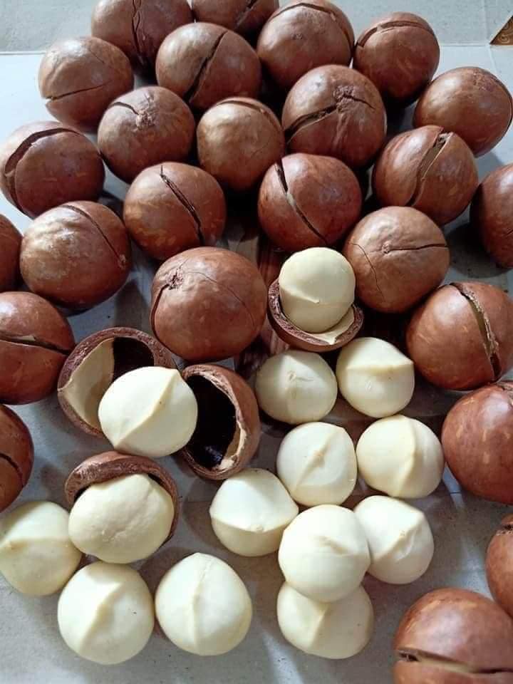 [HCM]500gr Nhân macca Đăk Lăk sấy chín