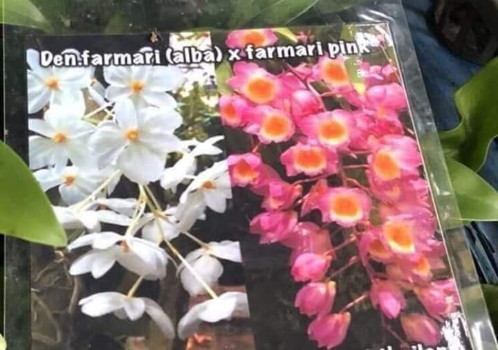 Kiều trắng lai kiều tím chậu trưởng thành