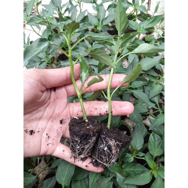 Combo 5 cây giống ớt sừng vàng hoặc đỏ ươm vỉ