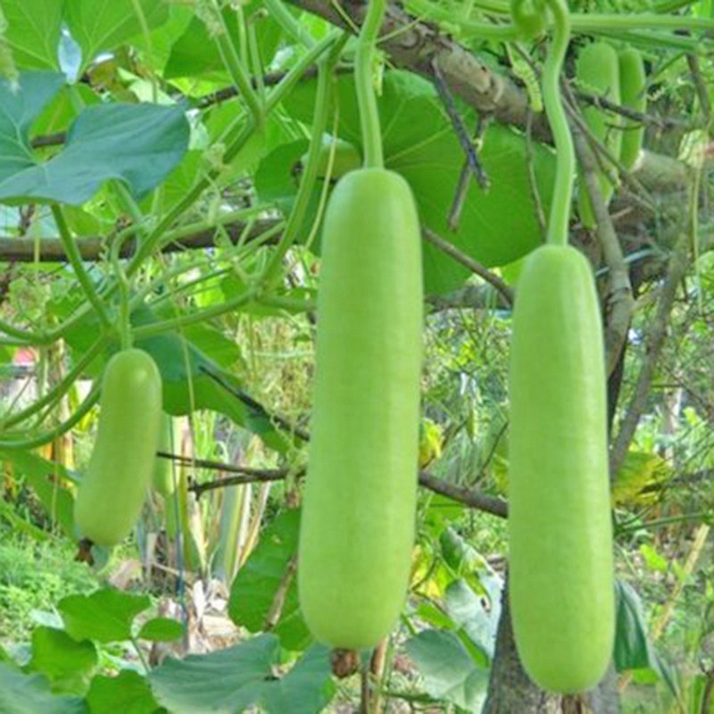 Hạt giống bầu trắng ngon ngọt