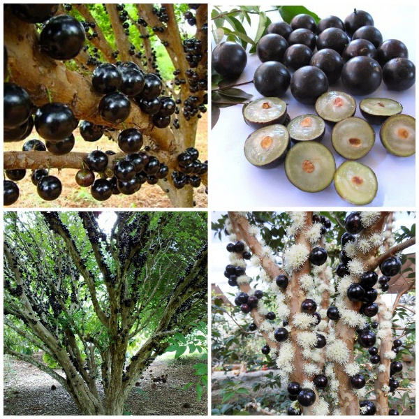 Cây giống nho thân gỗ trái to