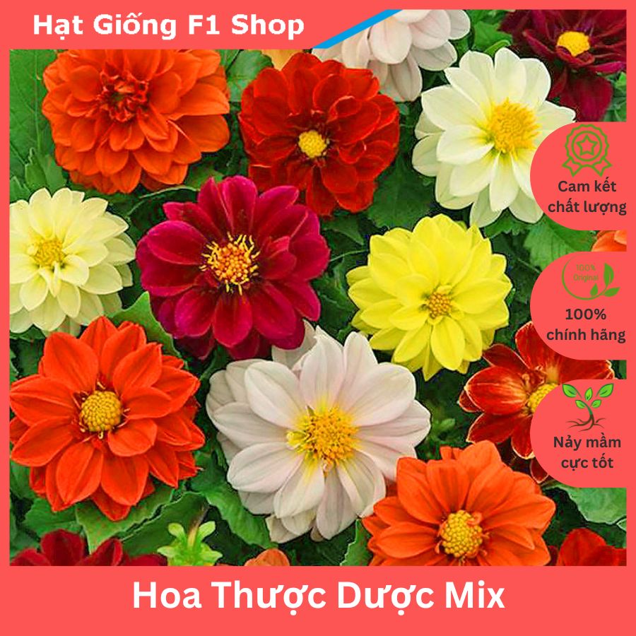 Hạt Giống Hoa Thược Dược Nhiều Màu Rực Rỡ (048.F1)
