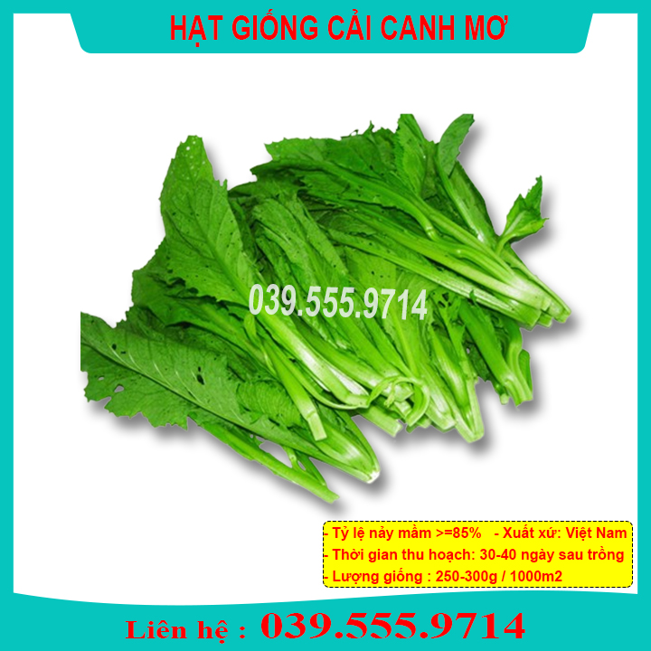 Hạt giống Cải canh mơ Hà Nội trồng quanh năm gói 50g