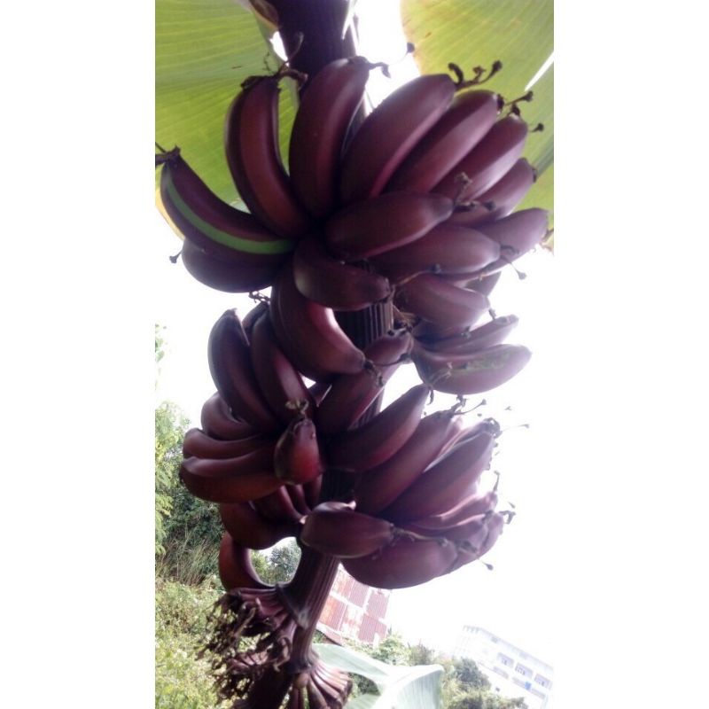 Chuối đỏ dakar giống