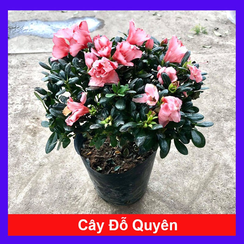 Cây hoa đỗ quyên (qua tết nên không hoa) - cây cảnh mini - cây cảnh để bàn - caykiengsadec