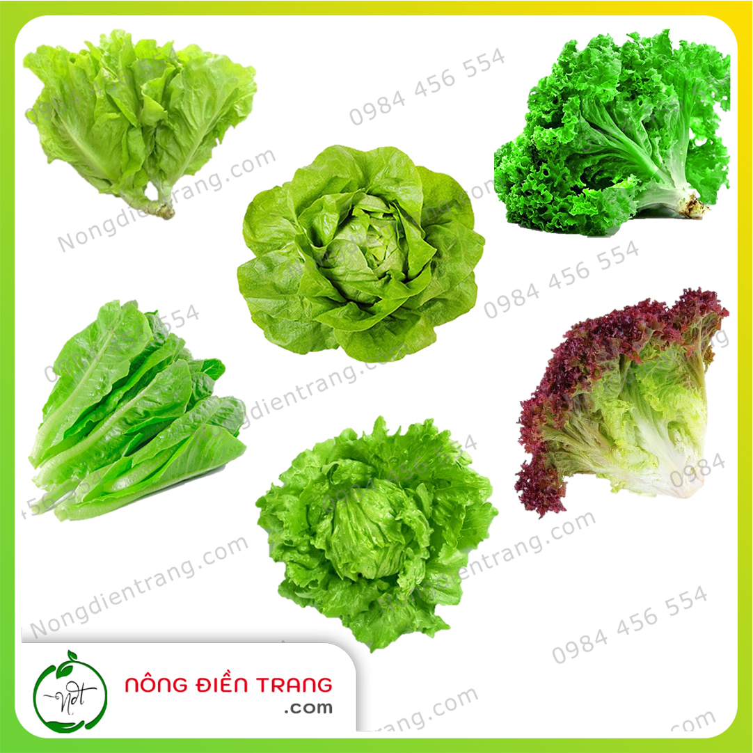 COMBO 5 gói hạt giống rau xà lách các loại - Hạt giống rau củ quả VTNN Nông Điền Trang