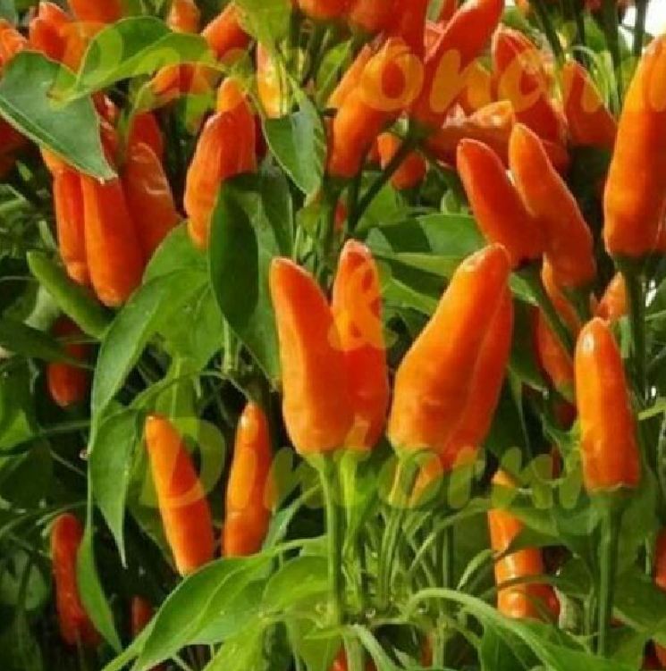 Hạt Giống Ớt Cam Chùm Siêu Cay Nhập Khẩu Thái Lan - 1 gói 1gram