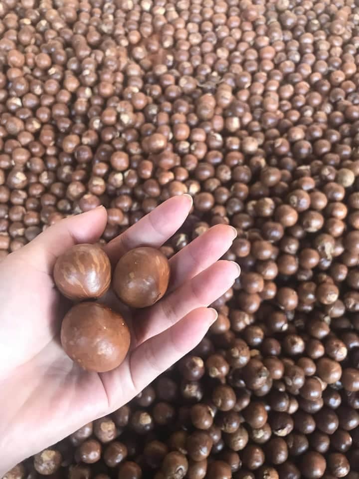 Hạt Mắc ca, macca, Macadamia sấy Khô Daklak Xuất Khẩu Loại 1 Hạt Lớn