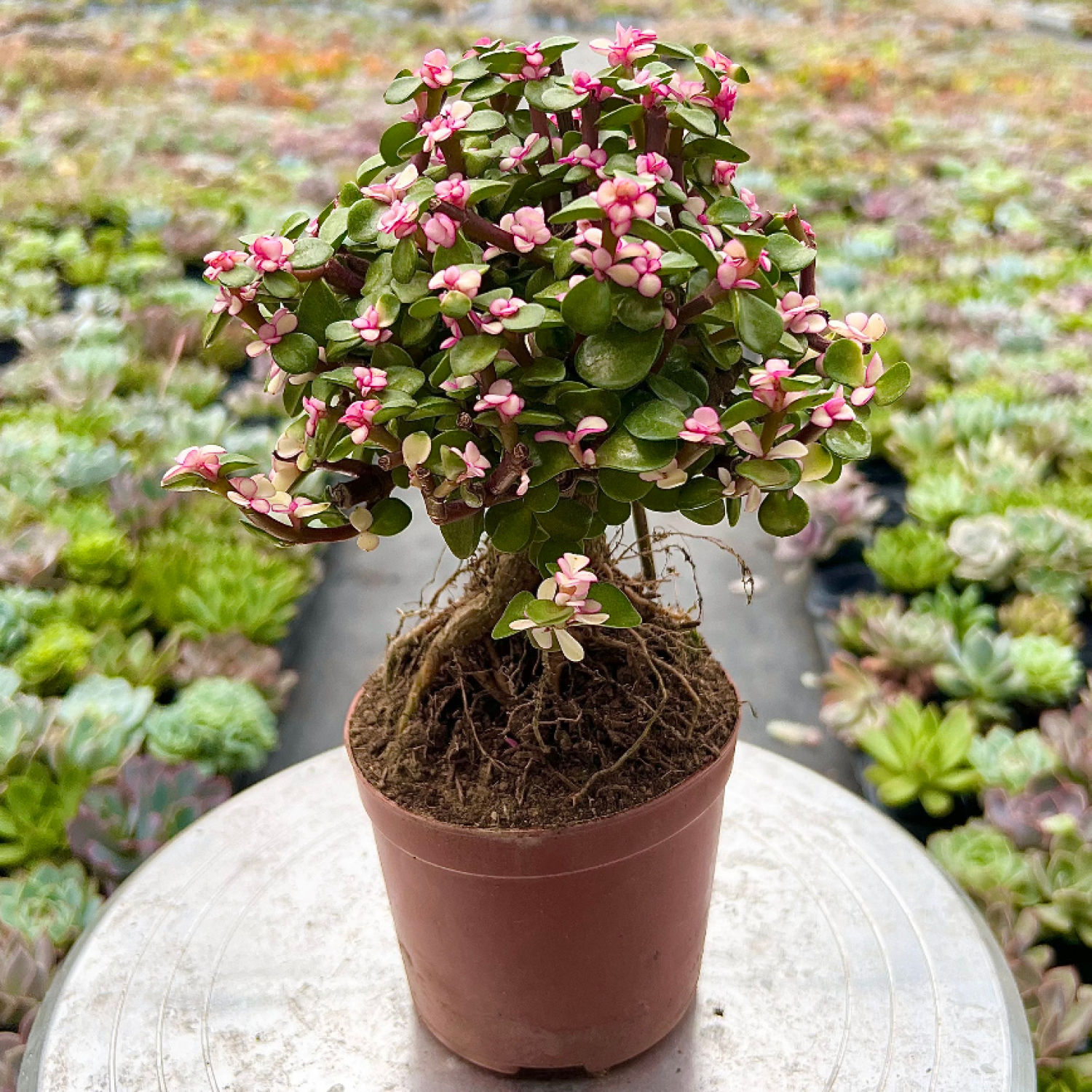 Sen đá đô lɑ hồng gốc thụ dáng bonsai hiếm, sen đá vườn pandaa garden để bàn, làm quà tặng cực độc lạ, lỗi 1 đổi 1