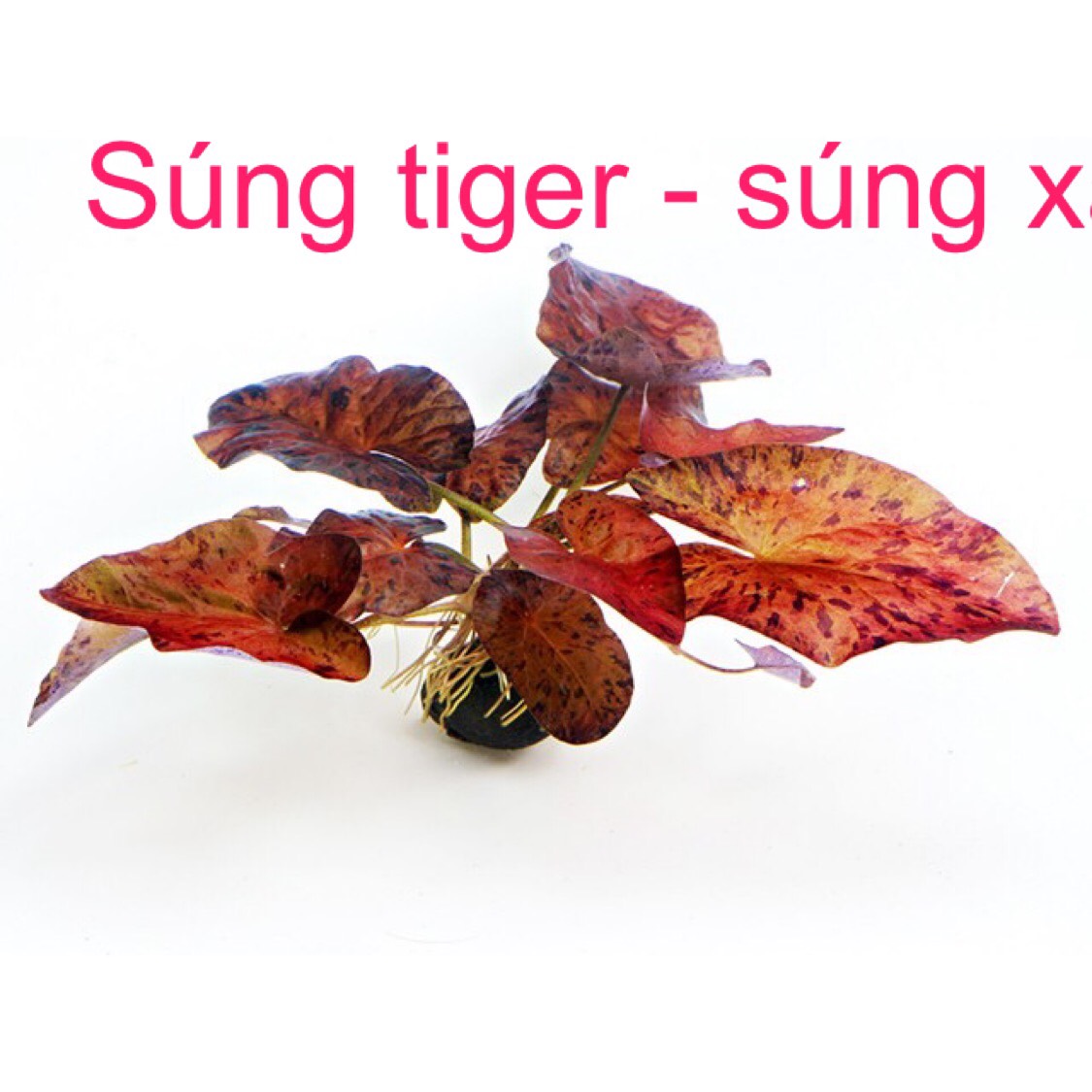 Cây sen tiger đỏ- cây thuỷ sinh trồng trung cảnh, hậu cảnh đều đẹp - mộc thuỷ sinh thủ đức