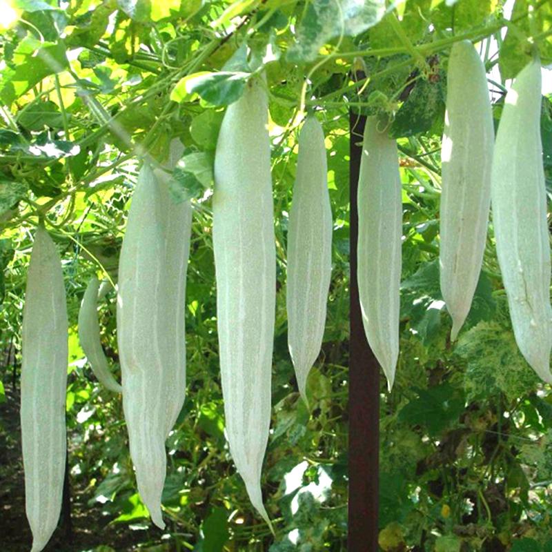 Hạt giống khổ qua tây (mướp ngọt) cao sản