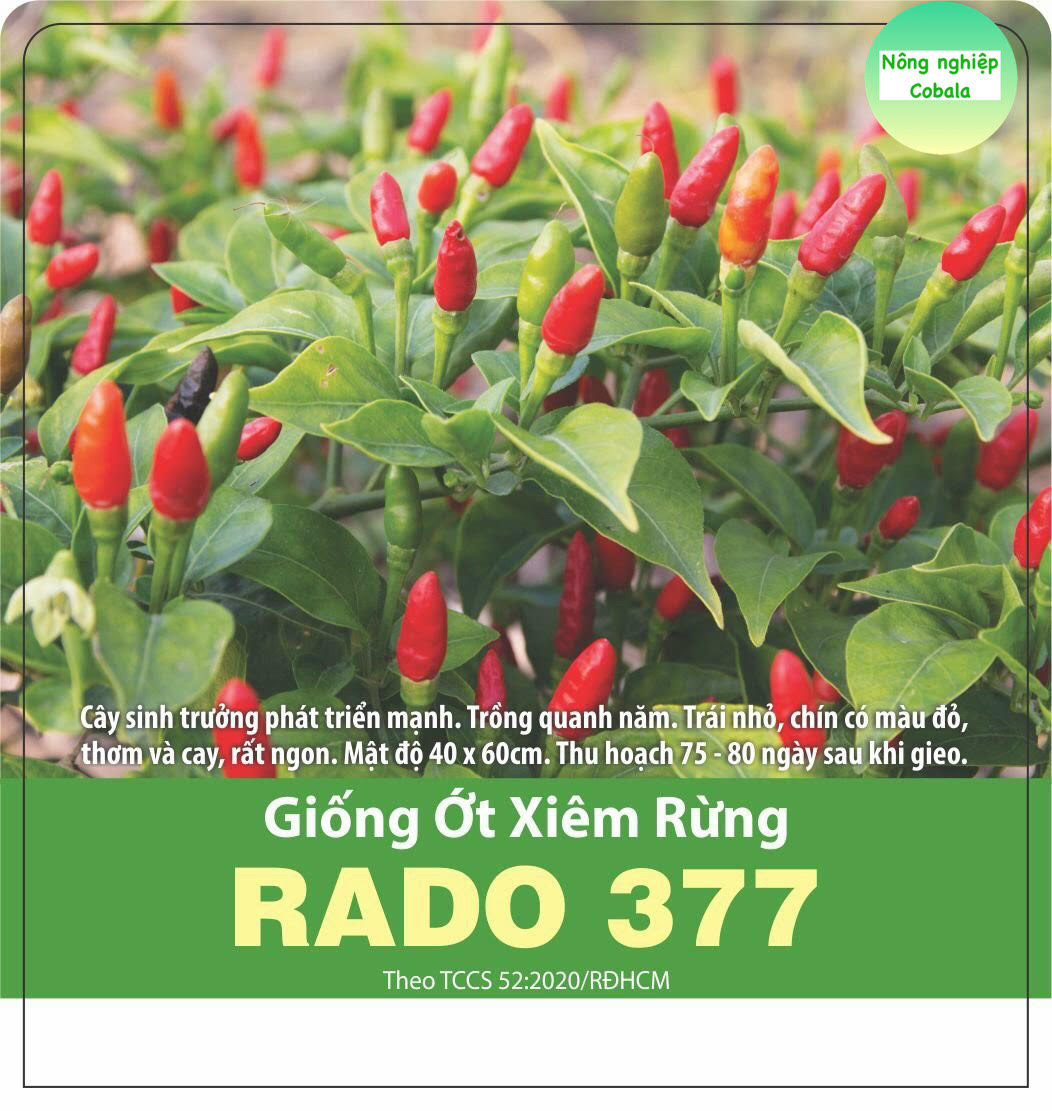 Hạt giống ớt xiêm rừng siêu trái