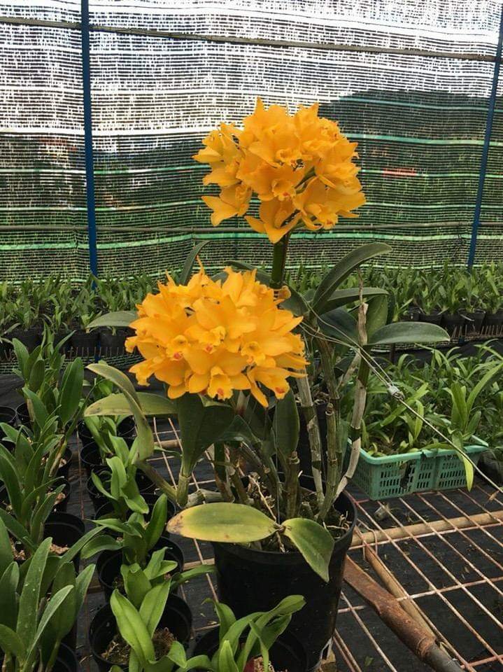 Hoa lan : cattleya - tú cầu vàng