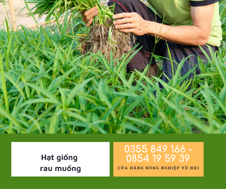Hạt giống rau muống lá tre 100gr