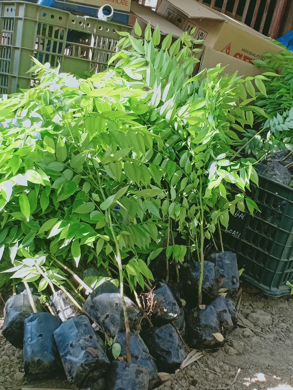 Bầu cây giống cây sưa đỏ