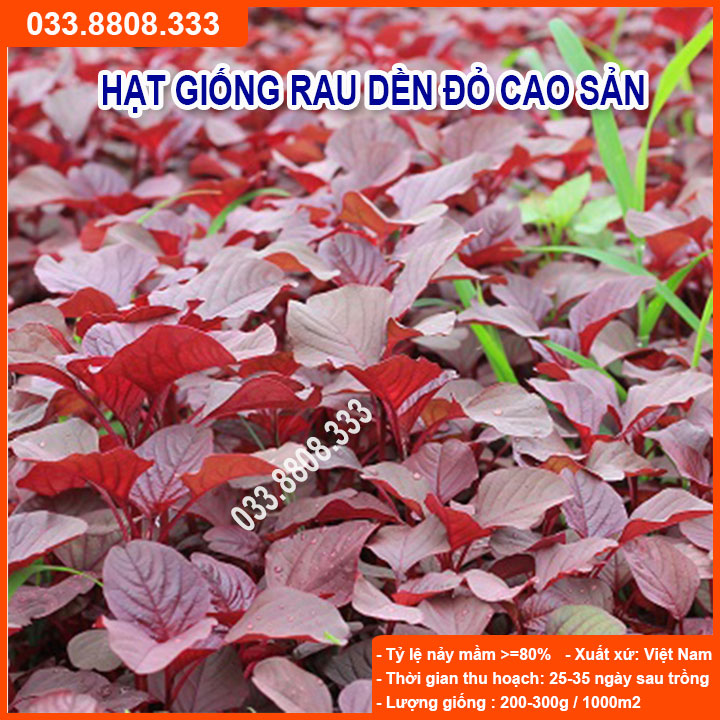 Hạt giống rau dền đỏ 20gram -giống tốt giá rẻ