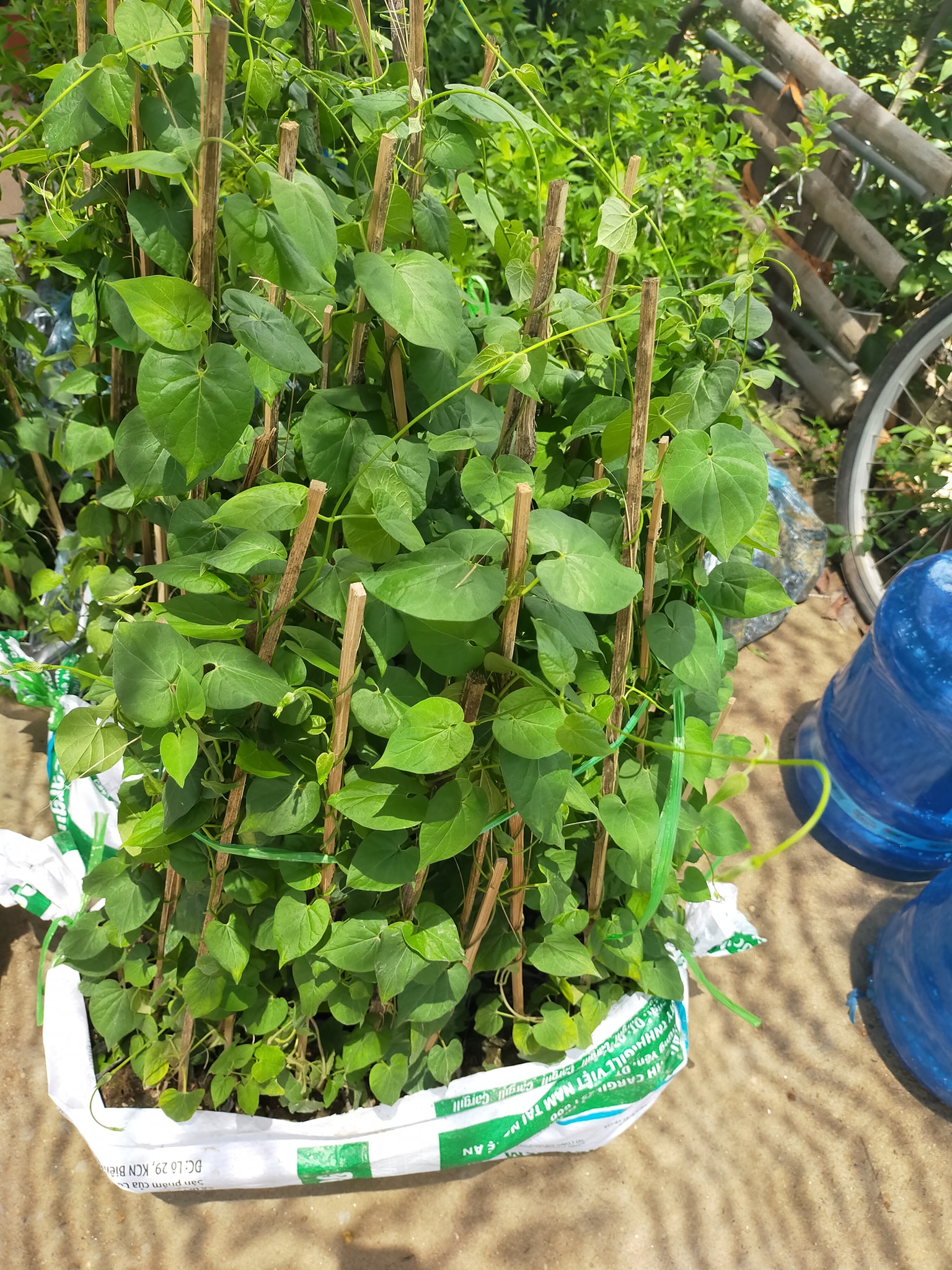 Cây giống hoa thiên lý - FREE SHIP TỪ 50K