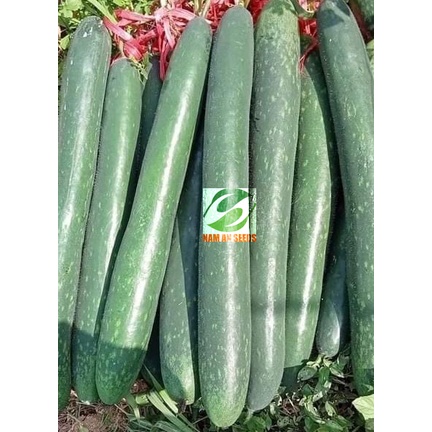 Hạt giống Bí đao xanh trái dài