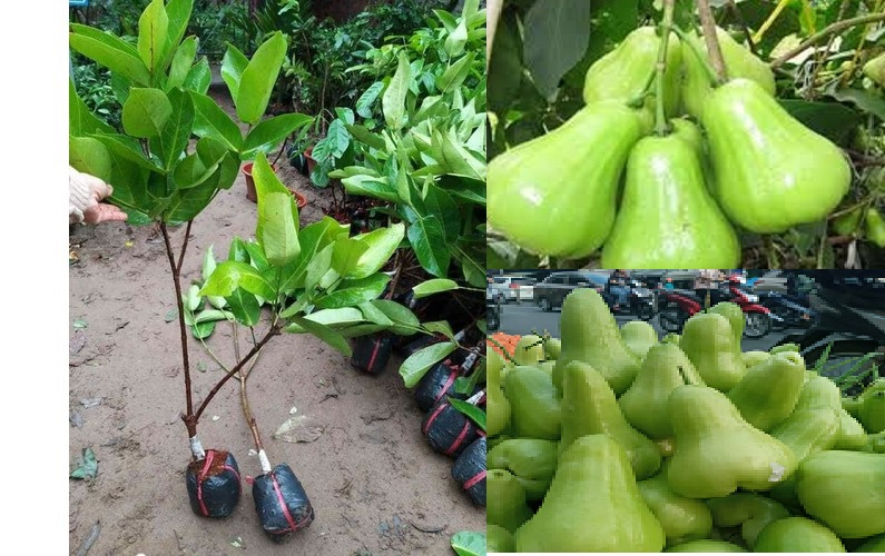 Cây roi quả xanh, giống roi quả xanh, quả đặc cực ngọt