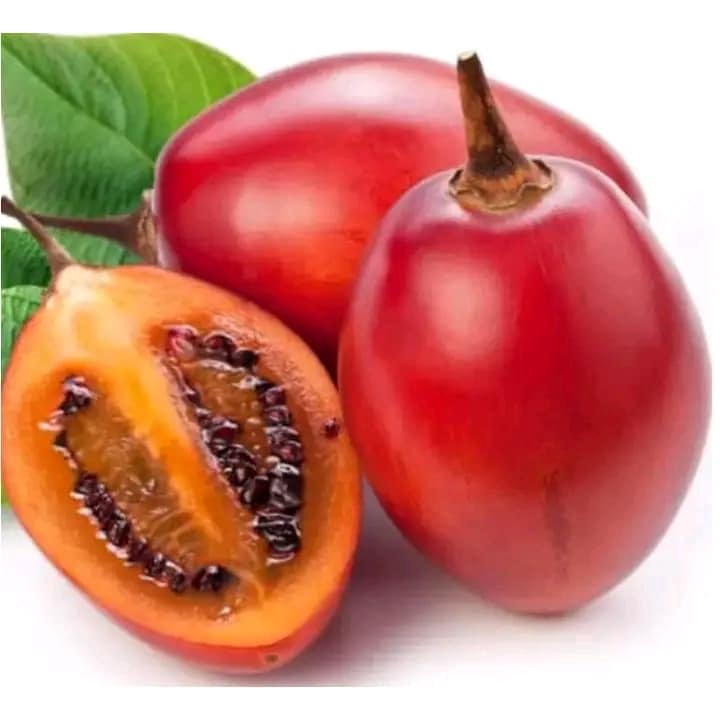 Cây giống cà chua thân gỗ dsf
