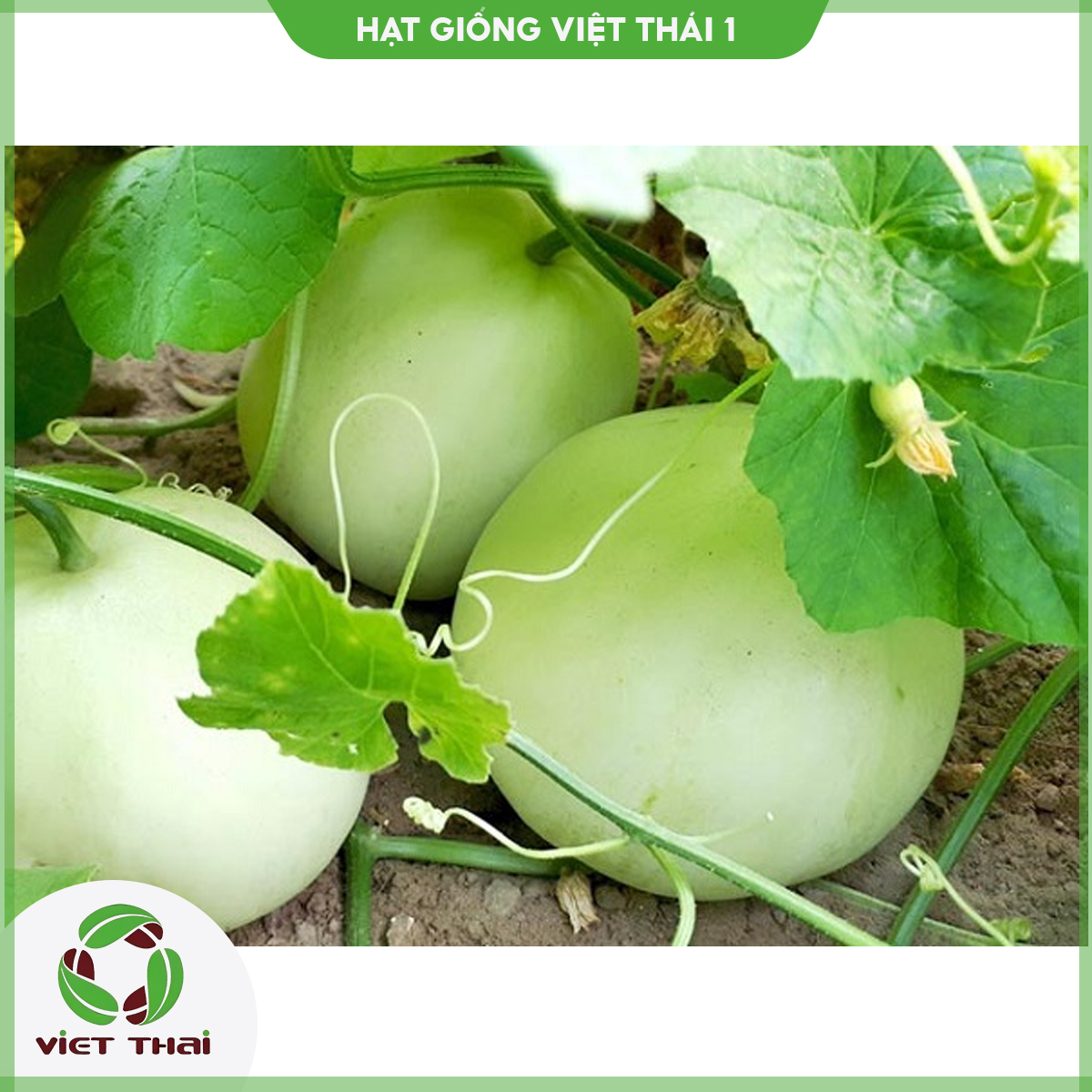 Hạt giống dưa lê tn - 75 - hgvt1