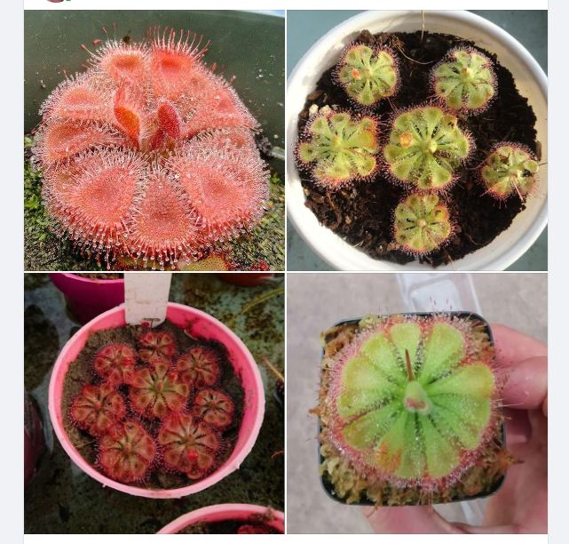 Hạt Giống Cây gọng vó đồng tiền drosera burmanii bèo đất - 10 hạt