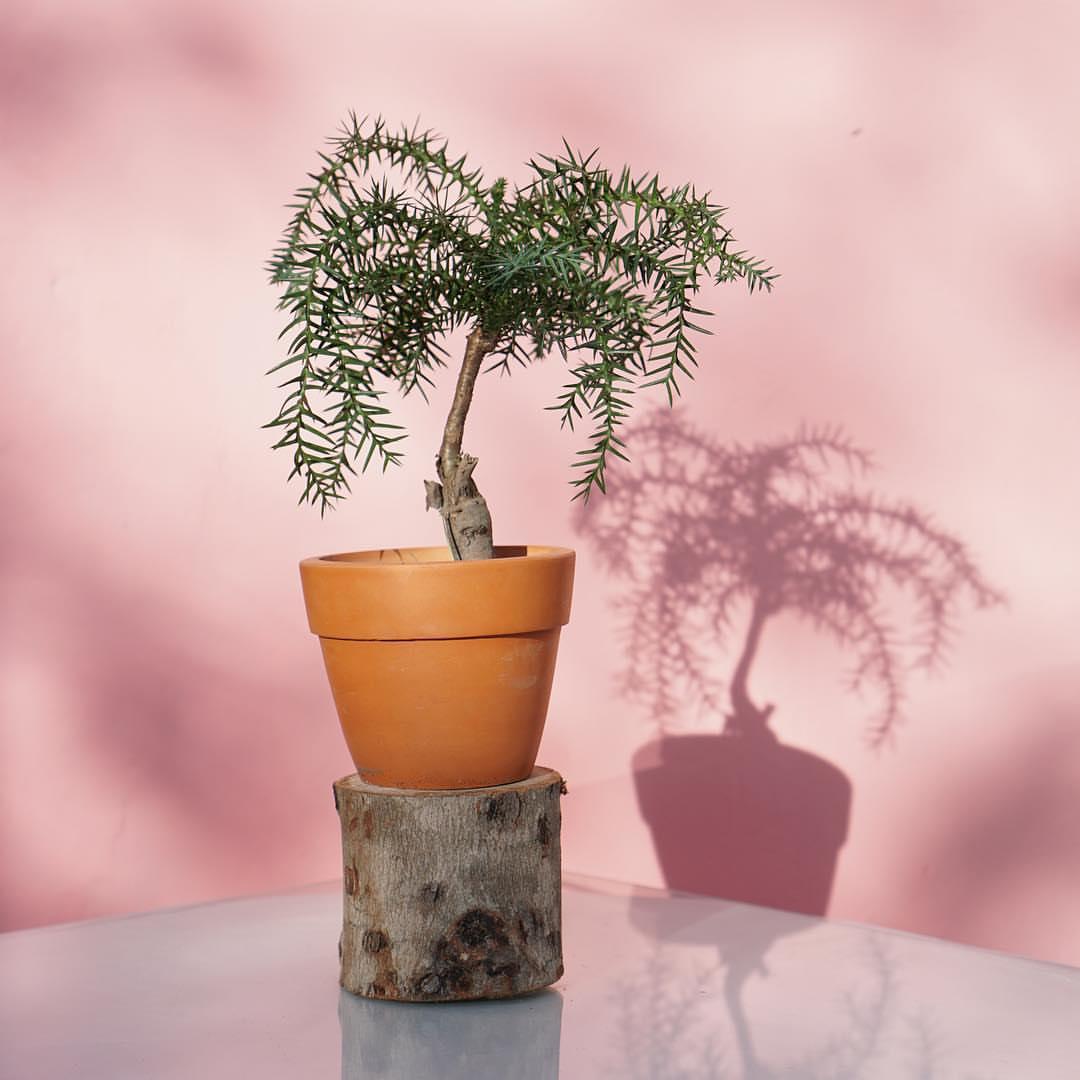 [HCM]TÙNG BỒNG LAI - LÁ KIM CHÍNH GỐC