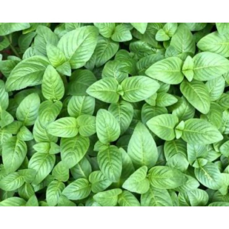 Chậu cây rau quế vị