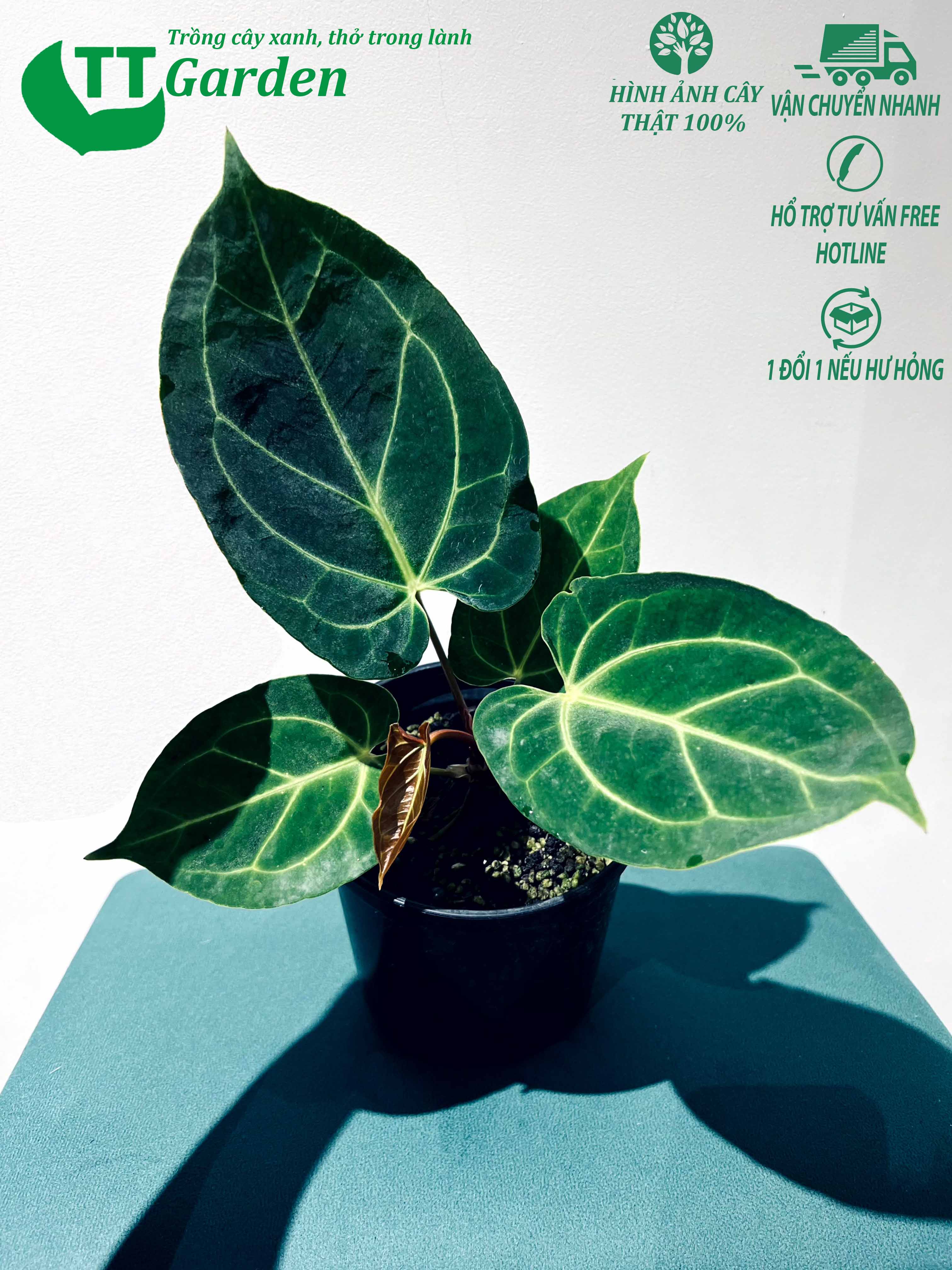 Cây hồng môn Anthurium Magnificum trồng trong nhà trồng ngoài trời trồng sân vườn decor trang trí tiểu cảnh hồ cá