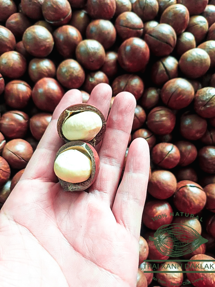 500gram Hạt Macca nguyên chất DakLak Đã Sấy Khô nứt vỏ - tặng kèm đồ khui - giống hạt nhập cao cấp nhập từ úc về trộng tại daklak