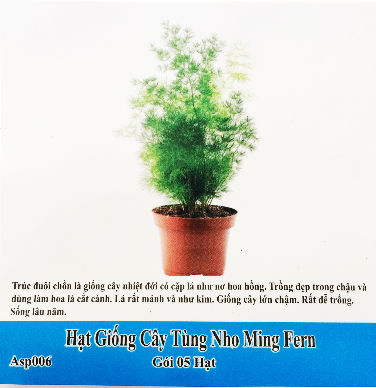 hạt giống cây Tùng Nho Ming Fern -gói 5 hạt dễ trồng