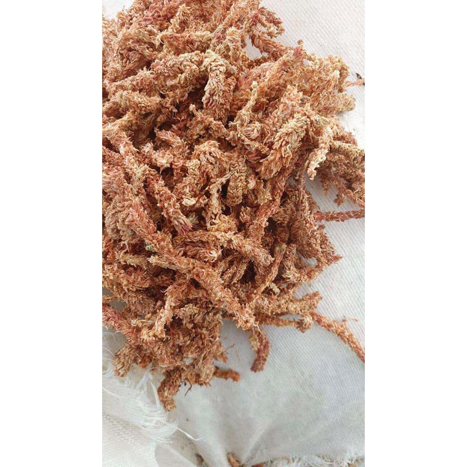 Rêu Sâu Chi Lê Loại 1 ( Dớn Chi Lê ) - Rêu Trồng Lan Nhập Khẩu Cao Cấp