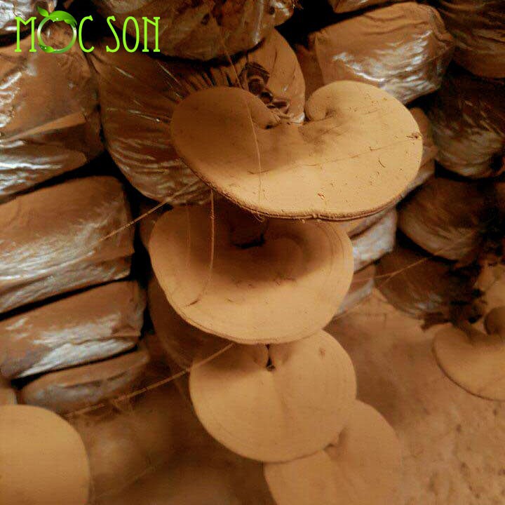 Nấm linh chi đỏ còn nguyên bào tử Mộc Sơn gói 250g