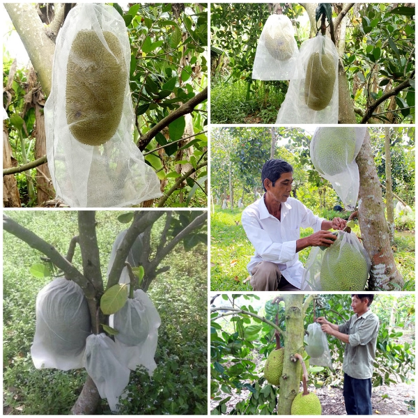 Lưới bao mít 40x50 - 100 túi