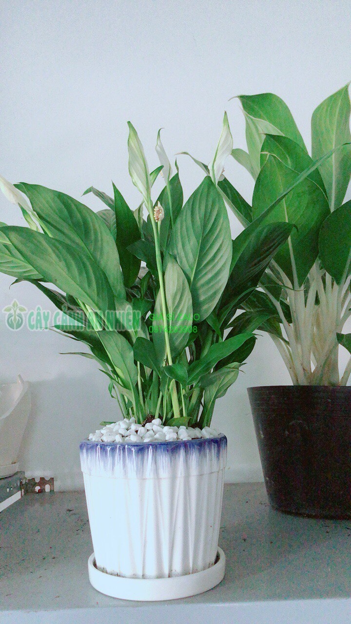 Chậu cây lan ý