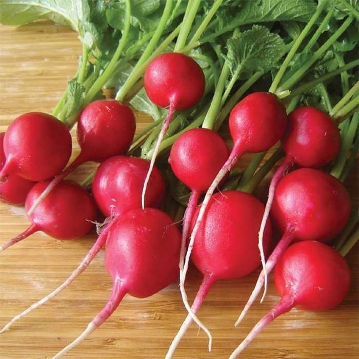 Hạt giống củ cải đỏ mini