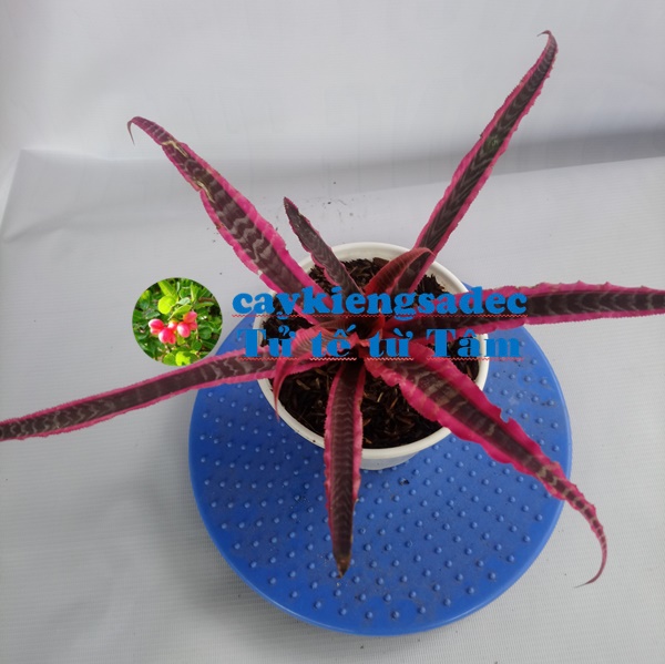 Cây dứa Hồng phụng - tặng phân bón cho cây mau lớn Cây dứa đuôi phụng/ lê phụng cơ Cây cảnh trang trí đẹp