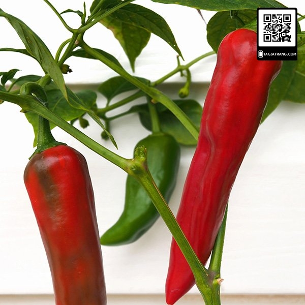 Hạt giống ớt sừng trâu - Miễn Phí Vận Chuyển khi đơn đạt giá trị tối thiểu